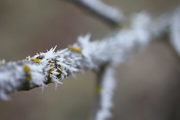 Image showing Winter tree branch closeup