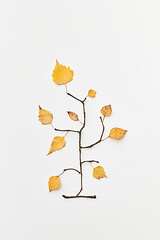 Image showing Autumnal leaves and twigs