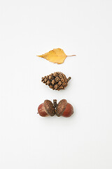 Image showing Acorns, cone and leaf