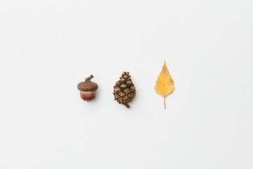 Image showing Acorn, cone and leaf