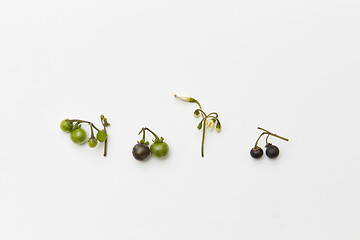 Image showing Black nightshade berries