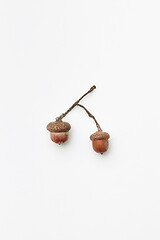 Image showing Two acorns