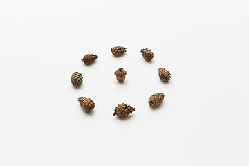 Image showing Acorn in circle of cones