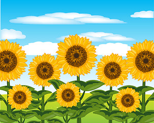 Image showing Field with useful plant sunflower year daytime