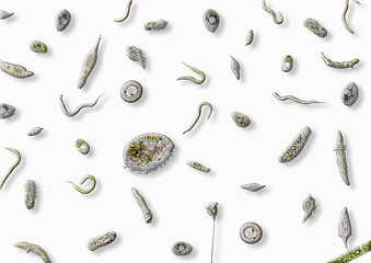 Image showing lots of various microorganisms