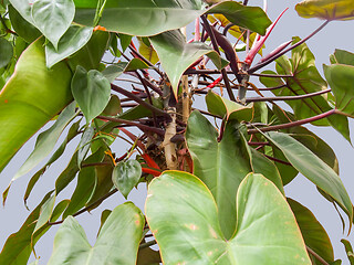 Image showing philodendron plant detail