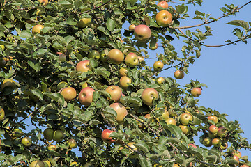Image showing apples on tree