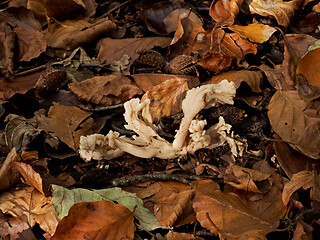 Image showing White Saddle Fungus