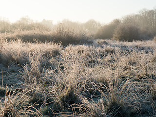 Image showing Frosty Morning Golden Hour Heathland