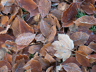 Image showing Fallen Leaves with Light Frost