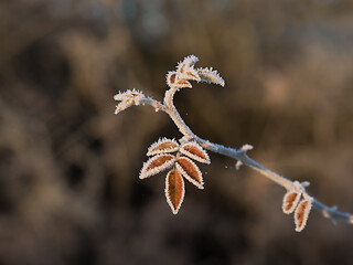 Image showing Leaves Edged with Frost