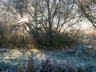 Image showing Sunlight Through Tree on Frosty Morning