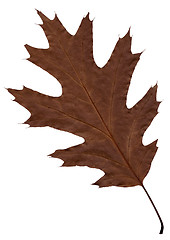 Image showing Autumn brown sheet of an oak.