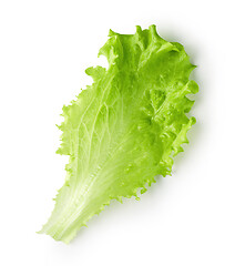 Image showing fresh lettuce leaf