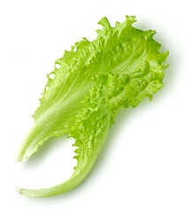 Image showing fresh lettuce leaves