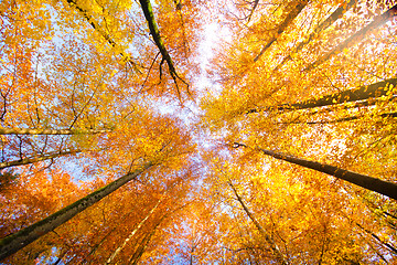 Image showing Trees in fall.