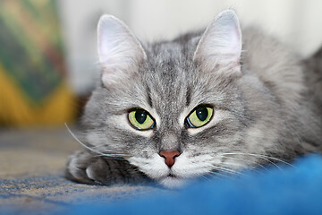 Image showing Close-up of Cute Fluffy Silver Siberian Cat Looking At Camera 