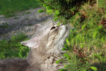 Image showing Fluffy Gray Cat Enjoying Spring Greenery Scents