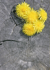 Image showing Yellow Flowers On The Old Gray Wooden Background