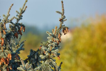 Image showing Pine Tree Closeup