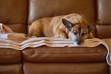 Image showing Dog resting on the couch