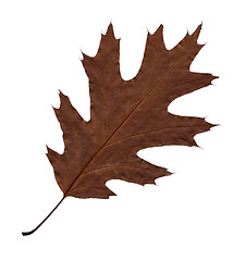 Image showing Autumn brown sheet of an oak.