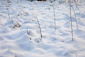 Image showing First snow on a meadow