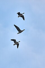 Image showing Wild Geese Flying