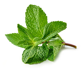 Image showing fresh green mint leaves