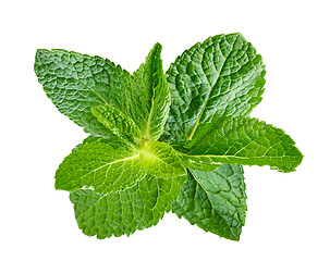 Image showing fresh green mint leaves