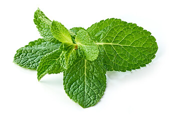 Image showing fresh green mint leaves