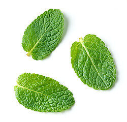 Image showing fresh green mint leaves