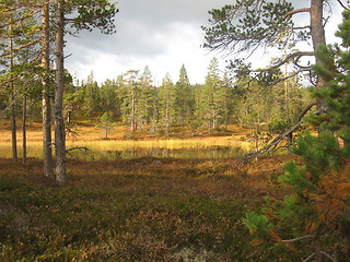 Image showing Autumn in Norwegian forest