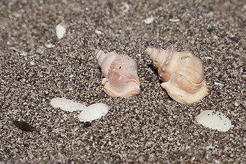 Image showing Snail shells on a beach