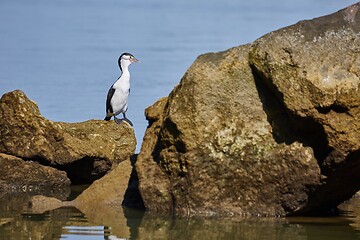 Image showing Pied Shag bird in the New Zealand