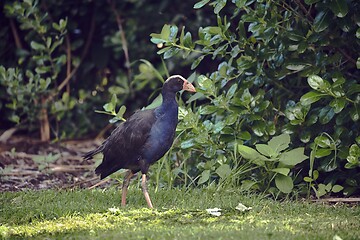 Image showing Pukeko bird in New Zealand