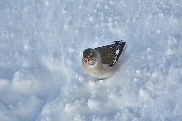 Image showing Bird searching for food in winter