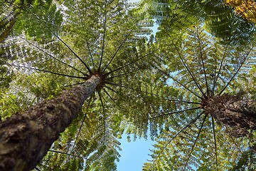 Image showing Lush green tree ferns