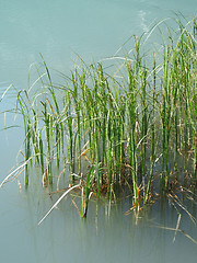 Image showing green reeds in a turquoise lake