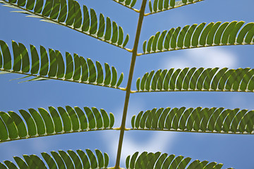 Image showing Acacia leaves