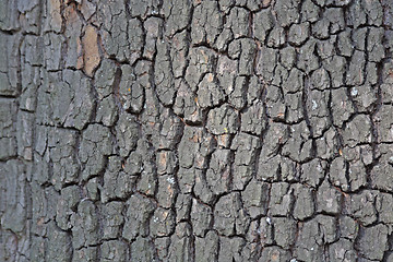 Image showing Chestnut tree bark