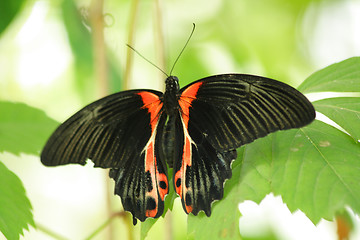 Image showing Butterfly