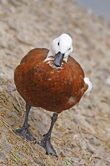 Image showing Duck