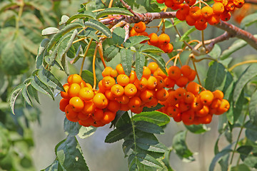 Image showing Rowan berry bunch