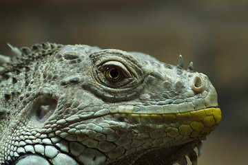 Image showing Iguana