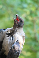 Image showing Croaking crow