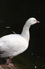 Image showing White duck