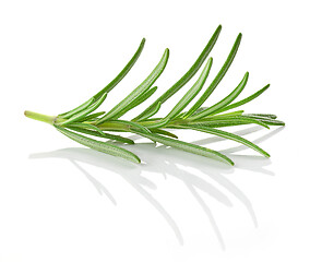 Image showing fresh green rosemary