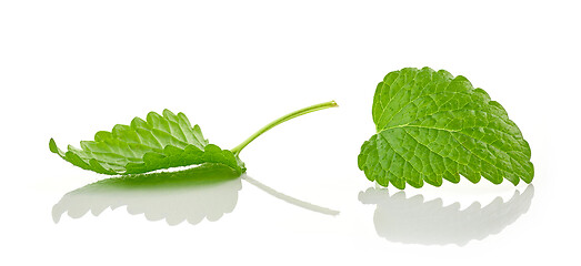 Image showing fresh green melissa leaves