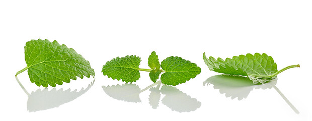 Image showing fresh green melissa leaves